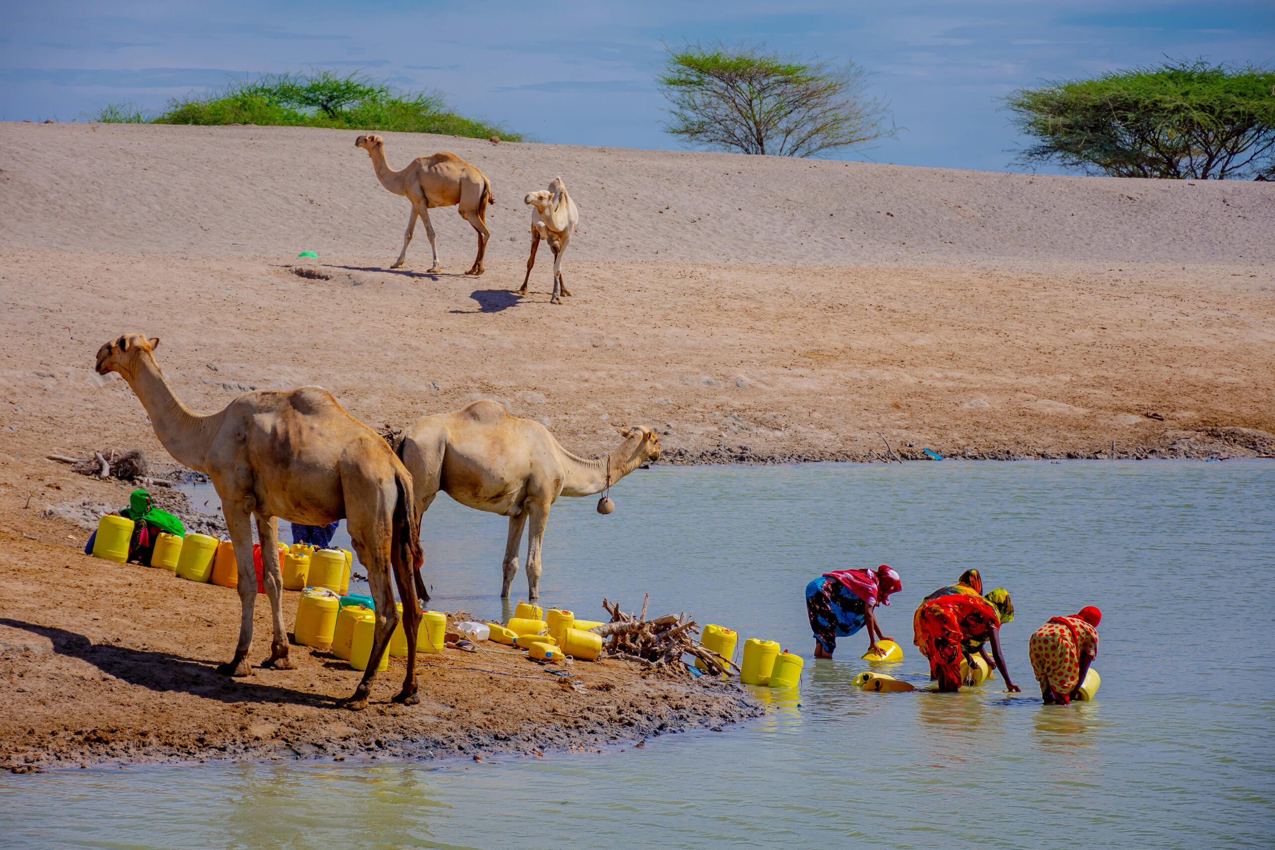 Women gather water in a desert with camels nearby, illustrating resource scarcity.